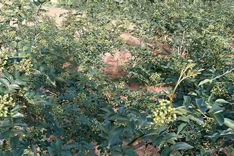 刚结果的花椒树上什么肥好