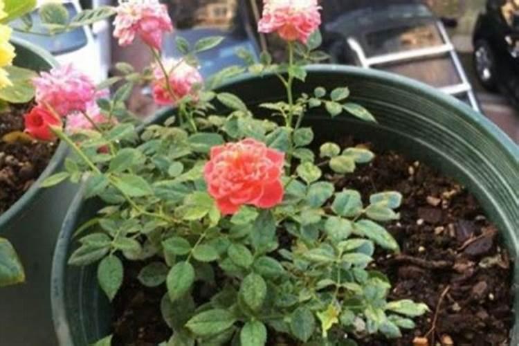 月季花多久施肥一次月季花施肥时间