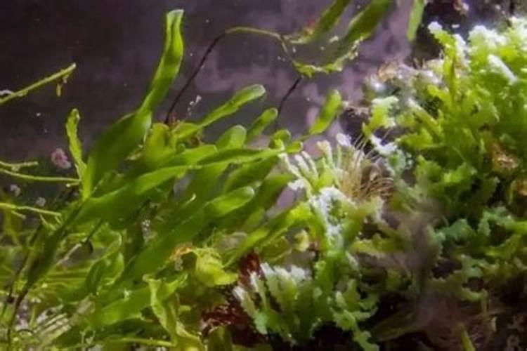 想包池塘养一些花白鲢,一亩水面应放养多少条花白鲢？