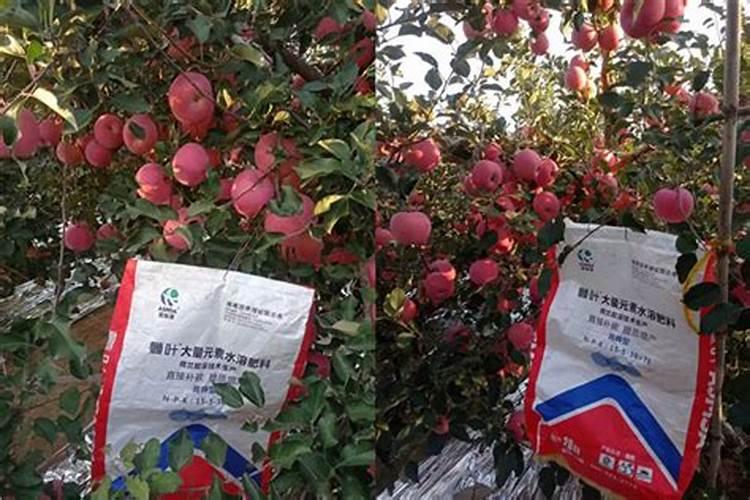 树莓是自花授粉吗