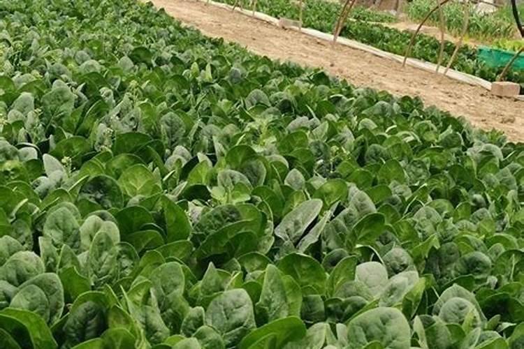 抗病虫害用什么肥