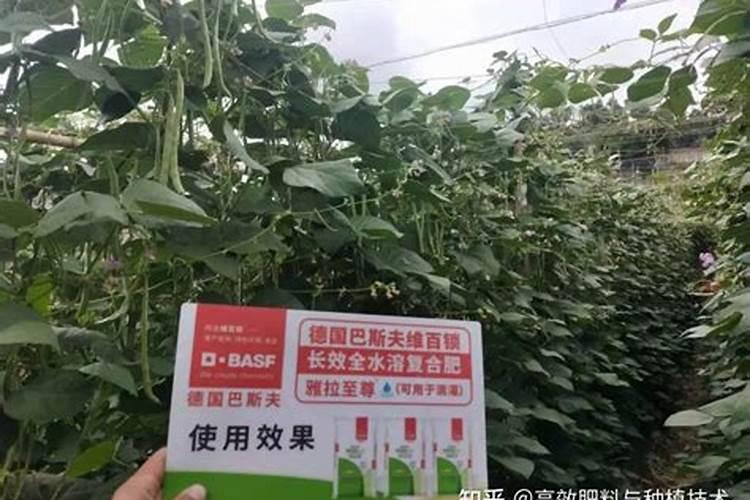 四季豆施氮肥太多会怎样