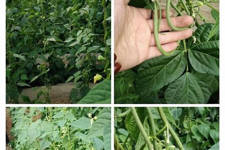 芸豆开花后冲什么肥料