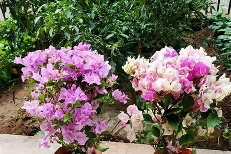 熟黄豆能直接埋入花盆吗 如何正确用黄豆制作花肥