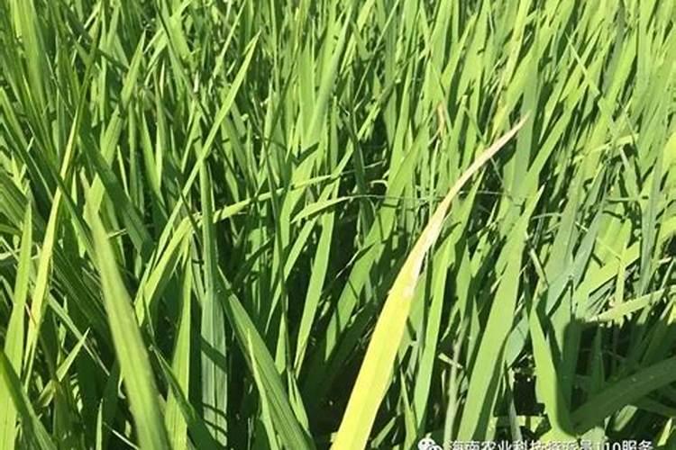 水稻硼肥的作用及使用方法
