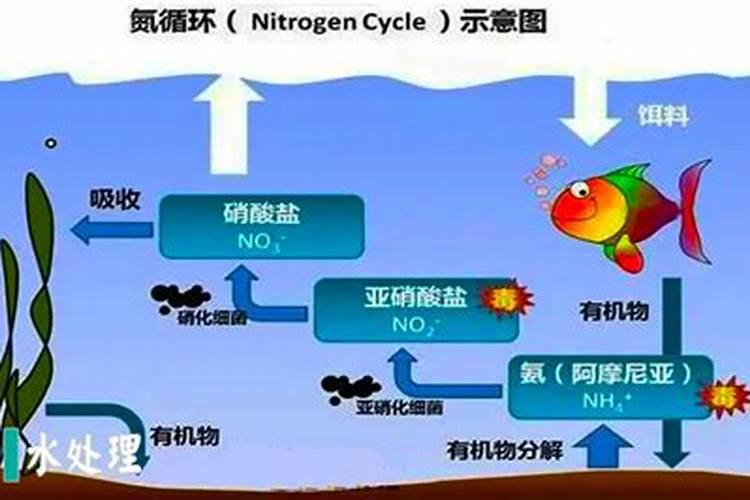 氮循环的环境问题有哪些？