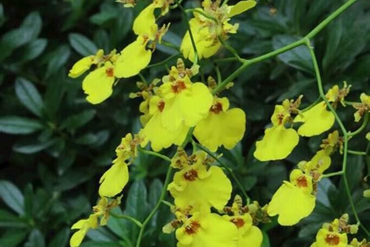 腐殖酸钠水产养殖怎么使用