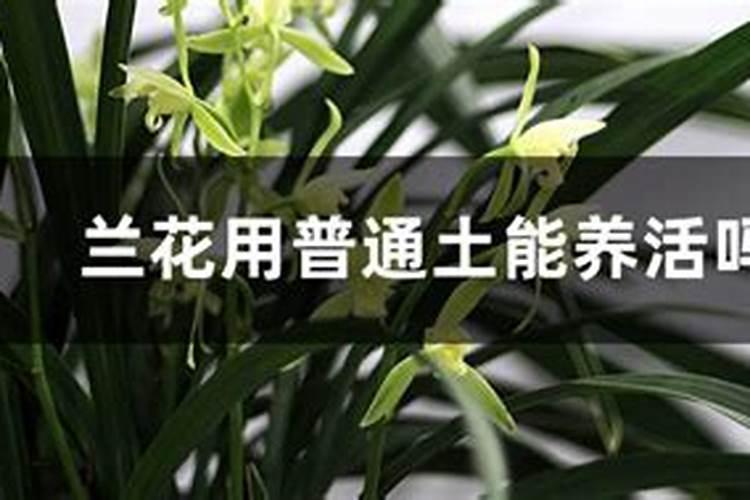 腐殖酸钠在水产养殖中的应用你知道多少？