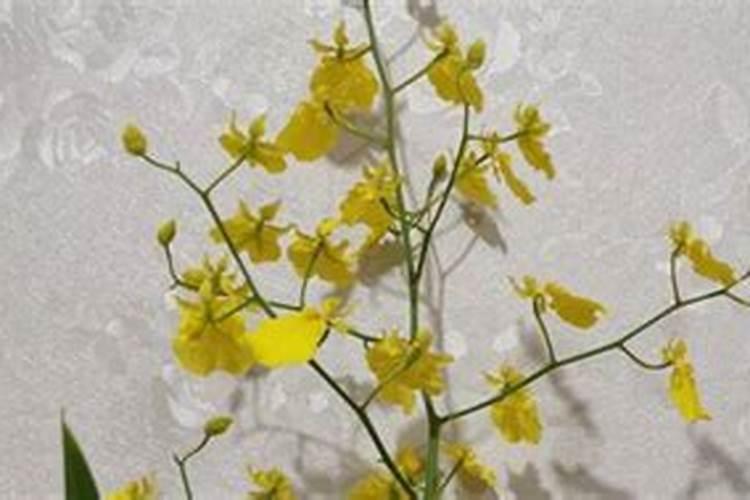 最常用的腐殖酸钠,在水产养殖中这“六大”神奇的用途有哪些？