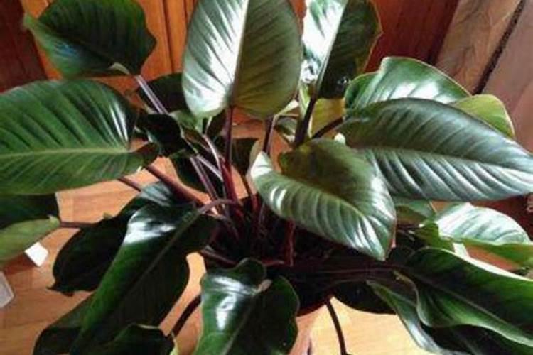 芋头花红色的在热带地方能种植吗？