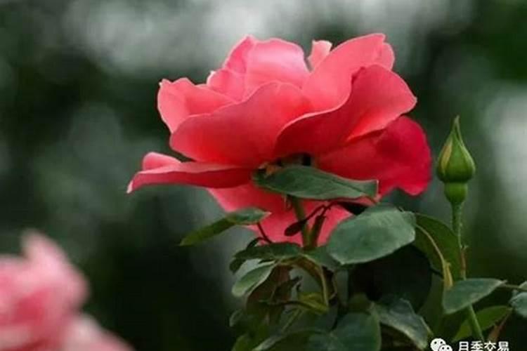 月季长花苞后怎么施肥 花蕾期施什么肥