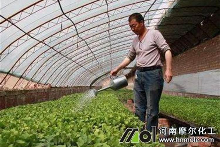 水溶肥菜地多久吸收完