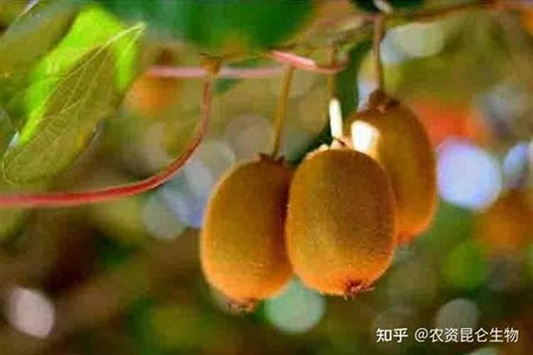 猕猴桃膨大期,施什么肥？