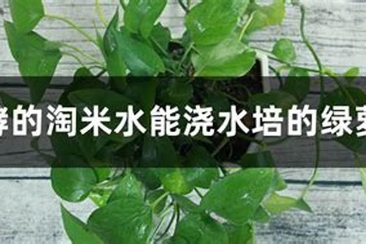 怎么自制氨基酸水溶肥