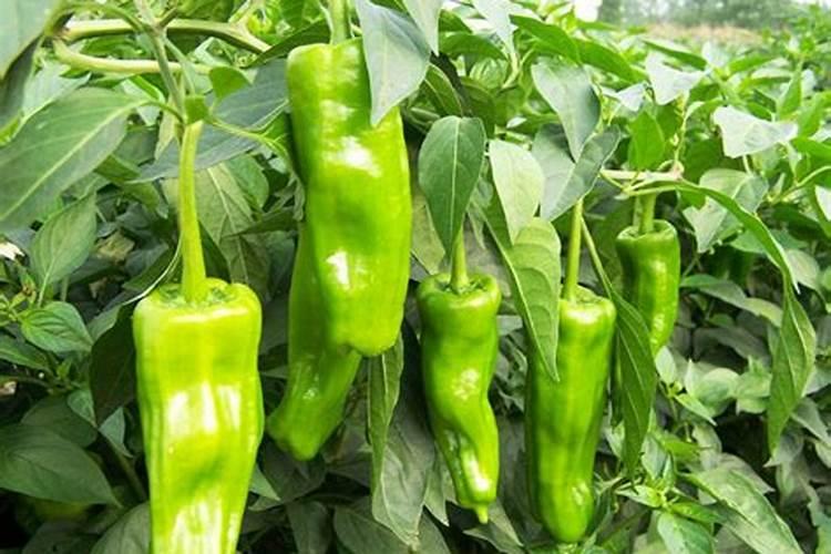 种植辣椒底肥很重要,需要用化肥还是农家肥呢？