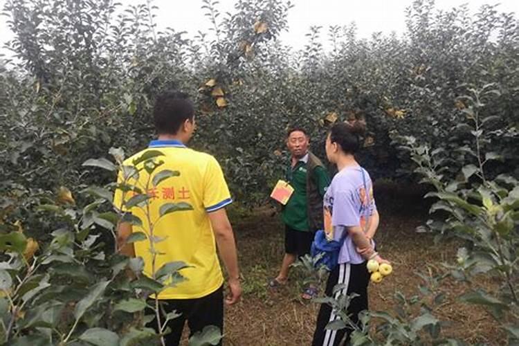 果树施硼肥怎么操作？果树施硼肥有什么用？