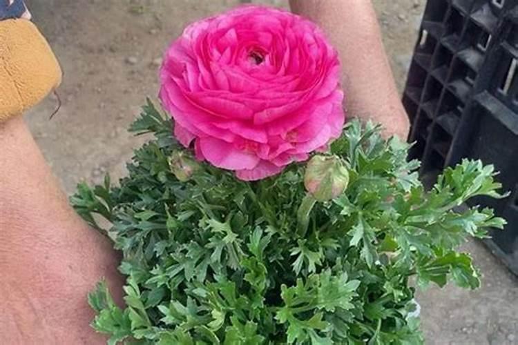 芹叶牡丹一年开几次花
