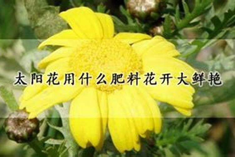 用什么花肥使花开的更鲜艳？