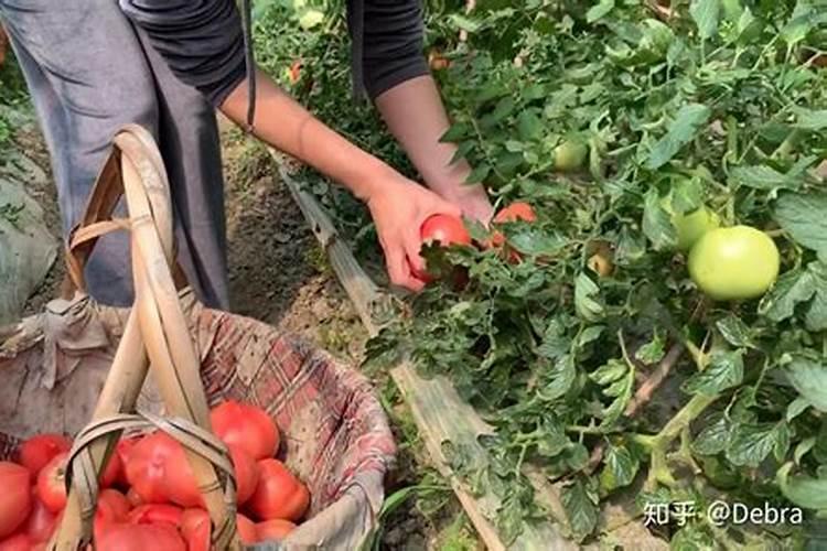 采取什么样的措施可以保证番茄的着色良好？