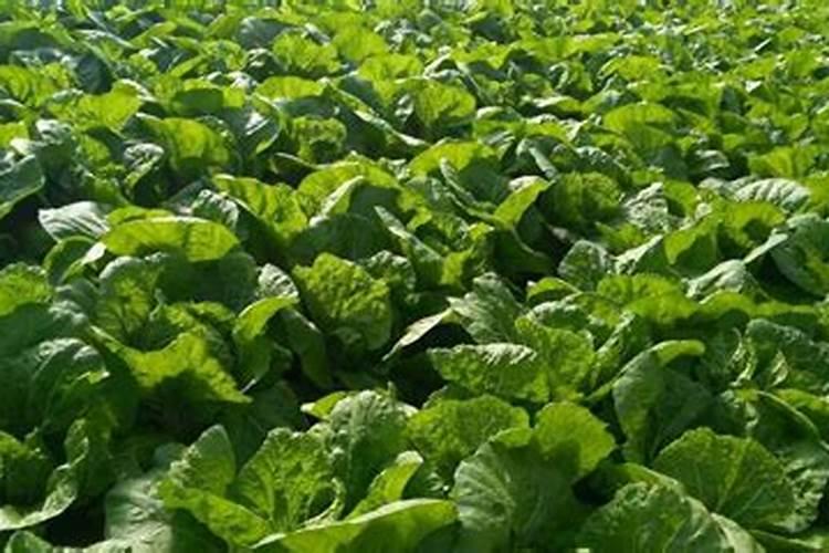 种菜用什么复合肥比较好,速效复合肥怎样给蔬菜施肥