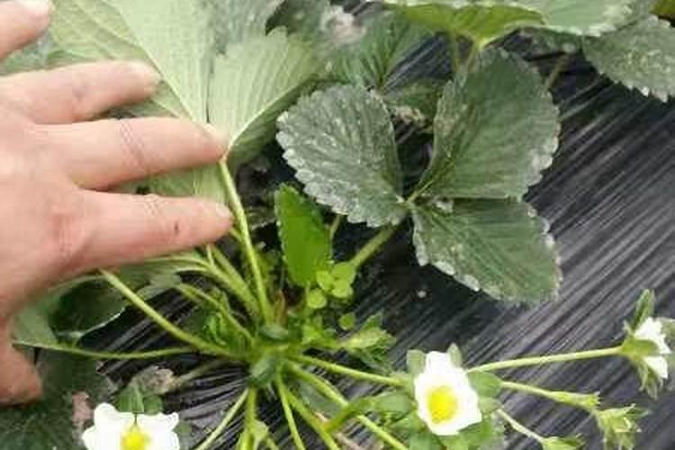 草莓只长叶子不开花原因及处理方法