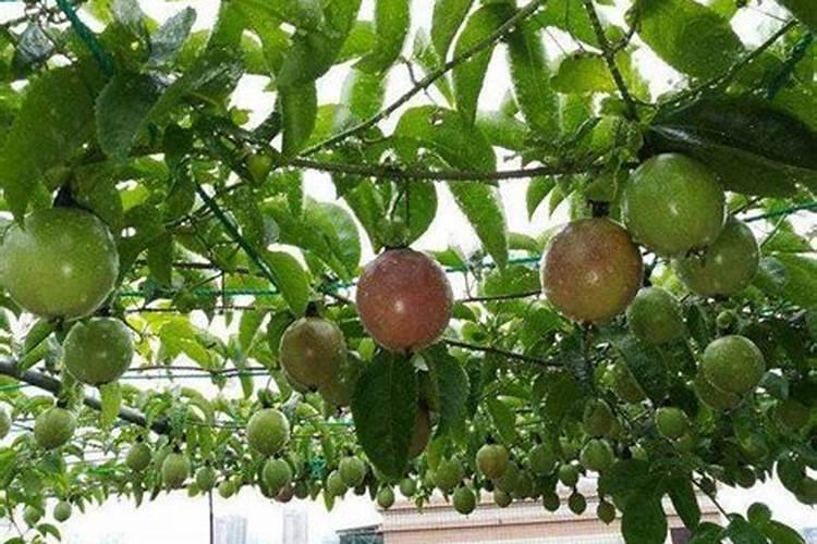 百香果结果期间如何施肥和浇水