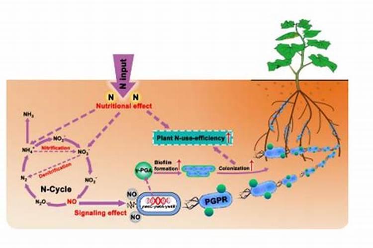 氮肥、磷肥、钾肥各是适用哪些状况的植物？
