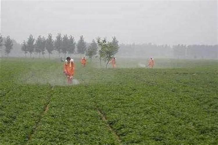 水溶肥灌根使用方法