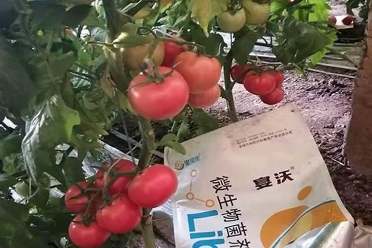 西红柿施肥时间及方法(西红柿结果期追肥有哪四个技巧)