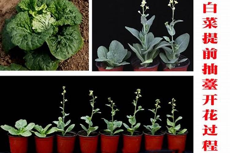 柑桔幼苗打花用什么高氮叶面肥？