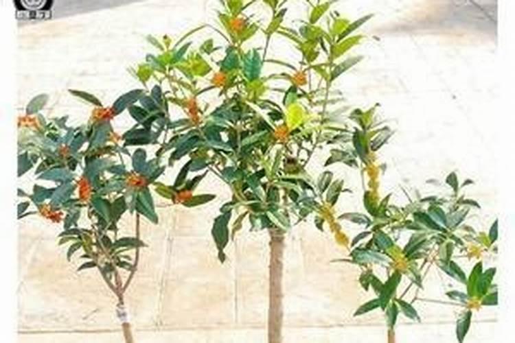 桂花树可以施复合肥吗