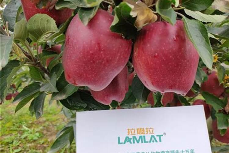 苹果用什么水溶肥好