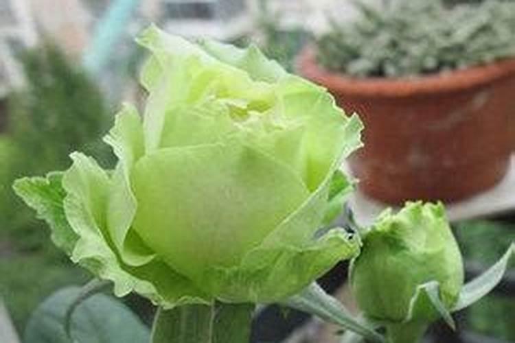 月季花冬季如何施肥效果最好,可以用水溶肥吗？