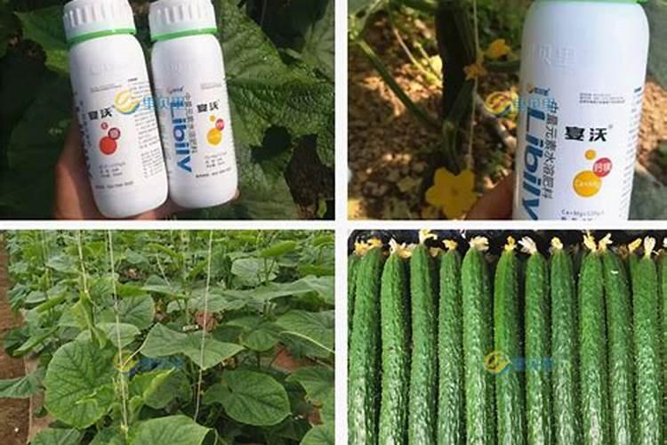 种植黄瓜使用喜满地水溶肥可以吗？