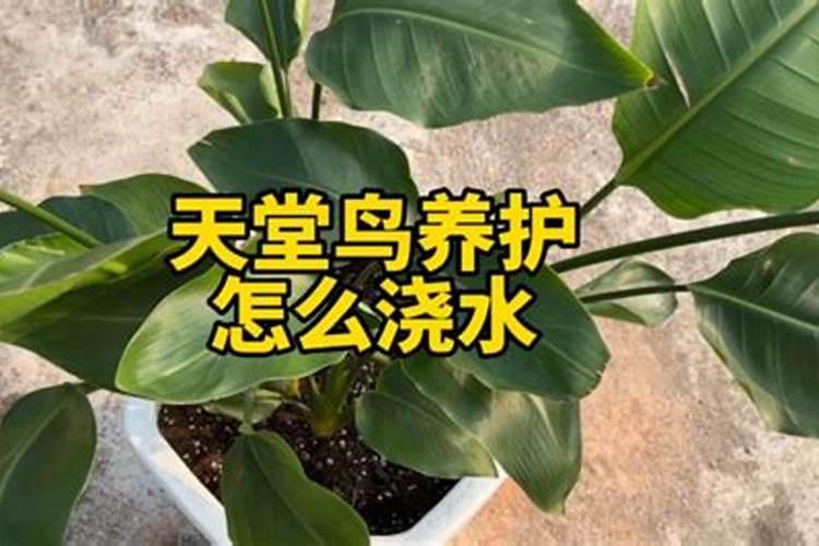 天堂鸟绿植怎么养 ,学会养护技巧,叶片肥绿窜老高