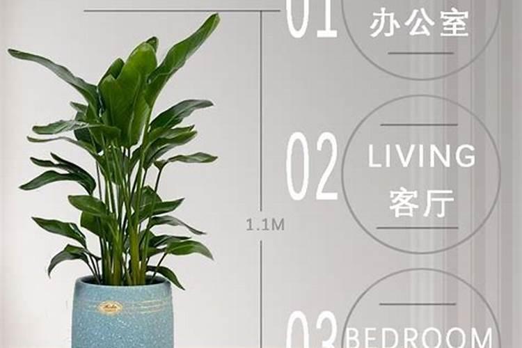 天堂鸟施肥需施什么肥料