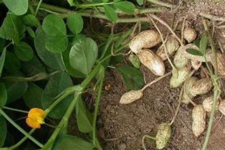 种花生用基肥时可以多加磷肥吗？