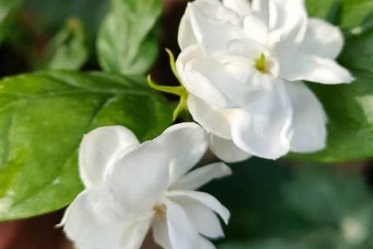 茉莉花开花了该不该施肥