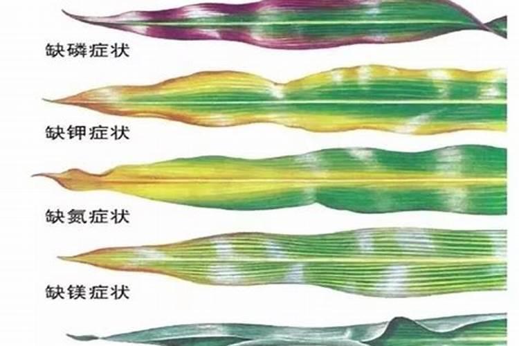 每亩谷子需要多少氮肥磷肥钾肥
