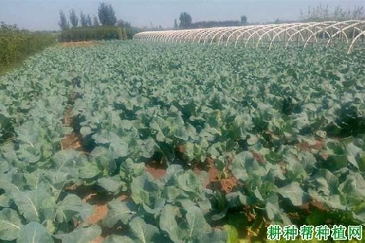 磷钾肥怎么浇花正确使用方法？分芽期可以用吗？