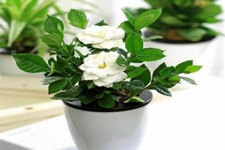 栀子花施什么肥好,栀子花的施肥方法以及注意事项