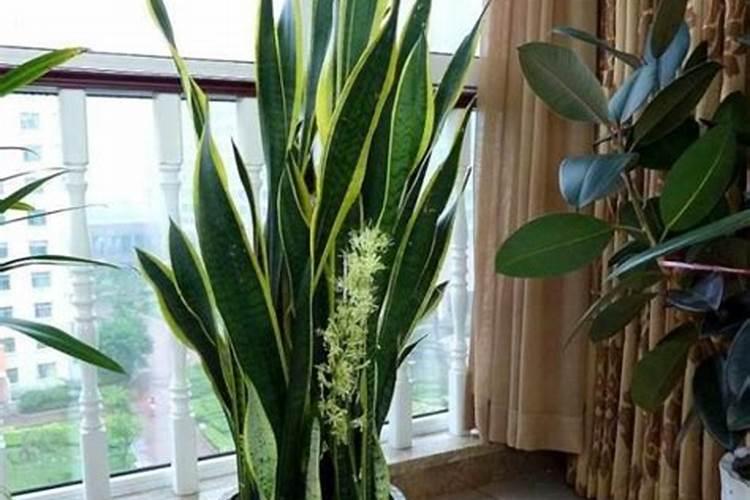 玉兰花瓣可以做肥料吗