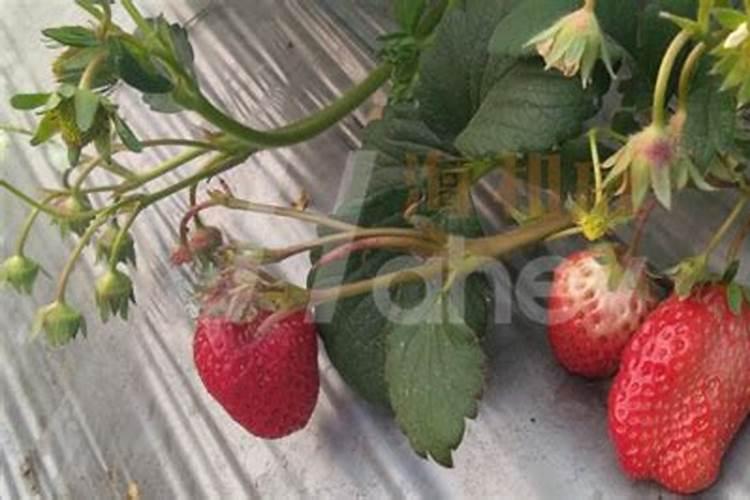 草莓开花结果期怎么施肥 肥料要怎么选择