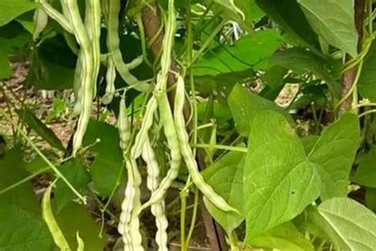 种植豆角,有哪些高产质优的方法？
