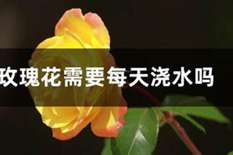 玫瑰花的冬季养护,4个要点使玫瑰花安全过冬