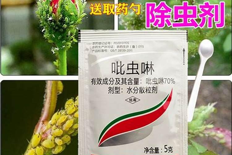 番茄怎么种植