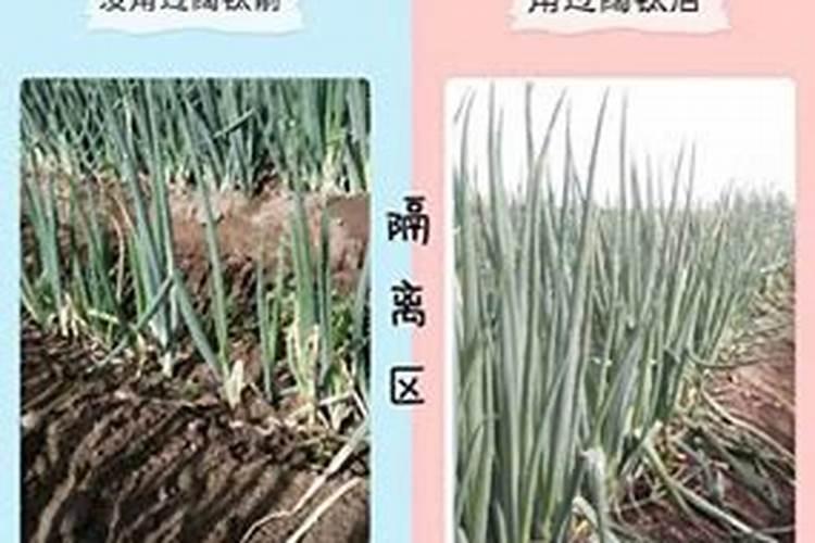 大葱怎么施肥？掌握时间及方法 很重要,图省事儿思想要不得