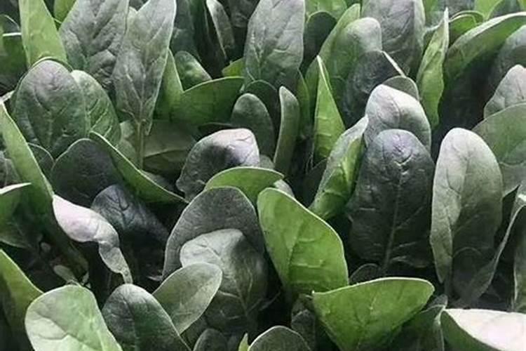 菠菜喷叶面肥出现干叶还有救吗