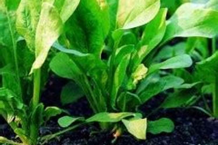 菠菜枯萎病防治方法