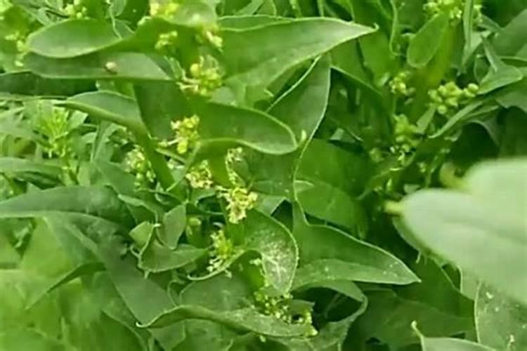 美加富叶面肥能打菠菜